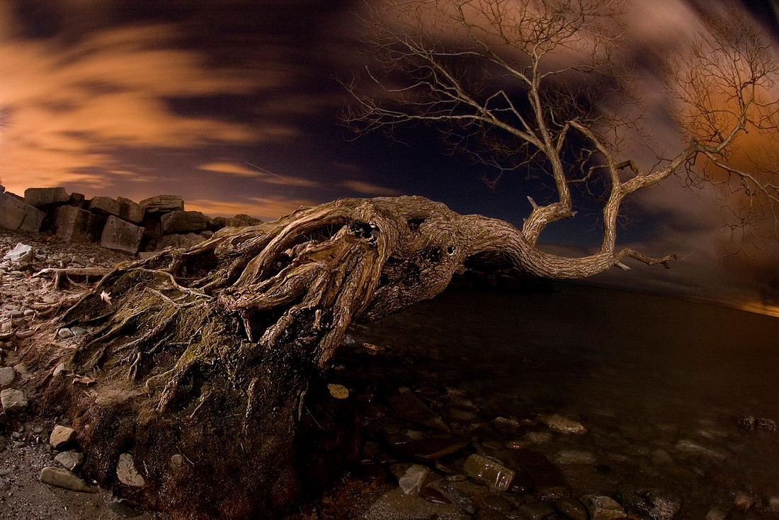 Surreal tree Landscape on Lake Ontario, Oakville Canada
